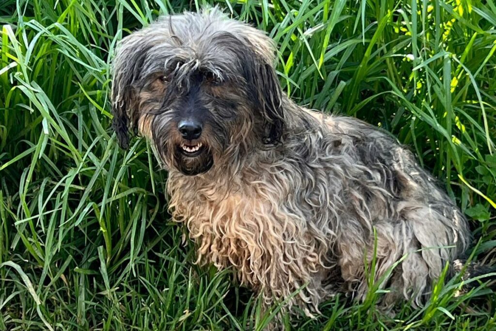 El número de perros y gatos callejeros aumenta en Quito. Foto: Cortesía UBA