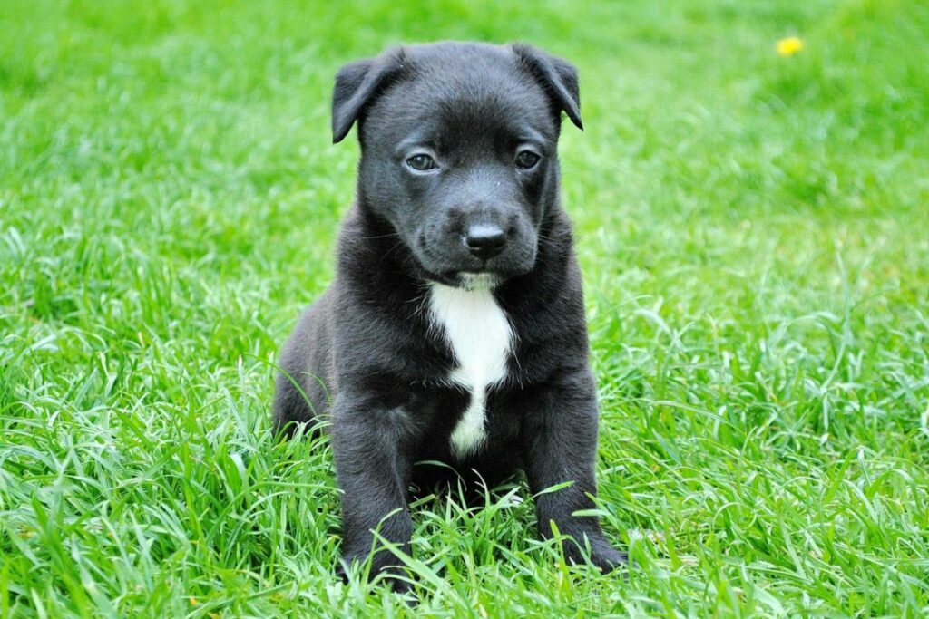 Perros y gatos rescatados estarán en las brigadas de adopción. Foto: Pexels