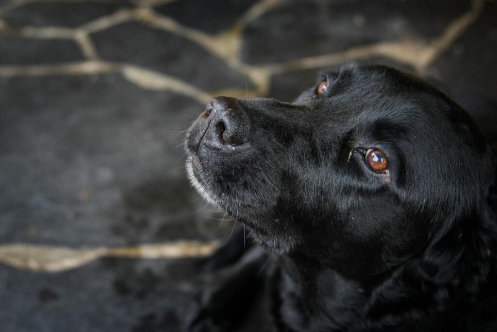 Negrita, una perrita comunitaria de la UCE, fue abusada sexualmente. Foto referencial: Pexels