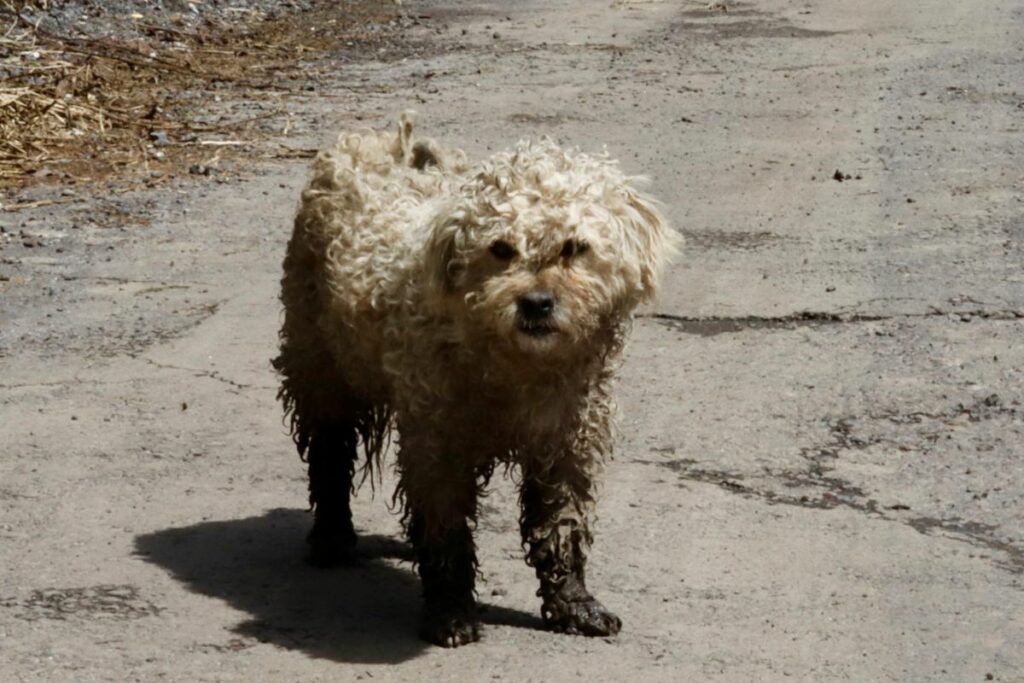 La UBA rescató a perritos cubiertos de lodo. Foto cortesía: UBA