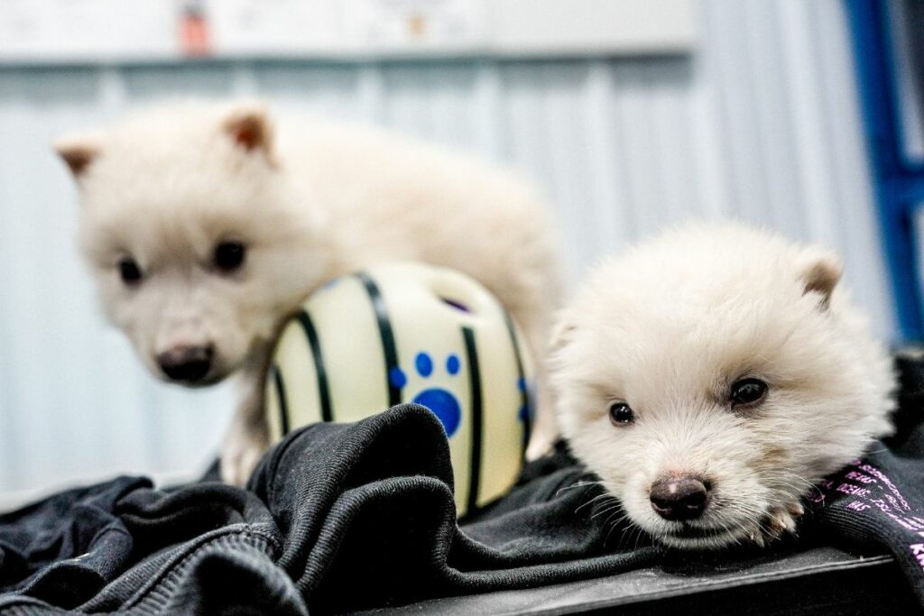 Los dos cachorros de lobo huargo, Rómulo y Remo. Foto: EFE