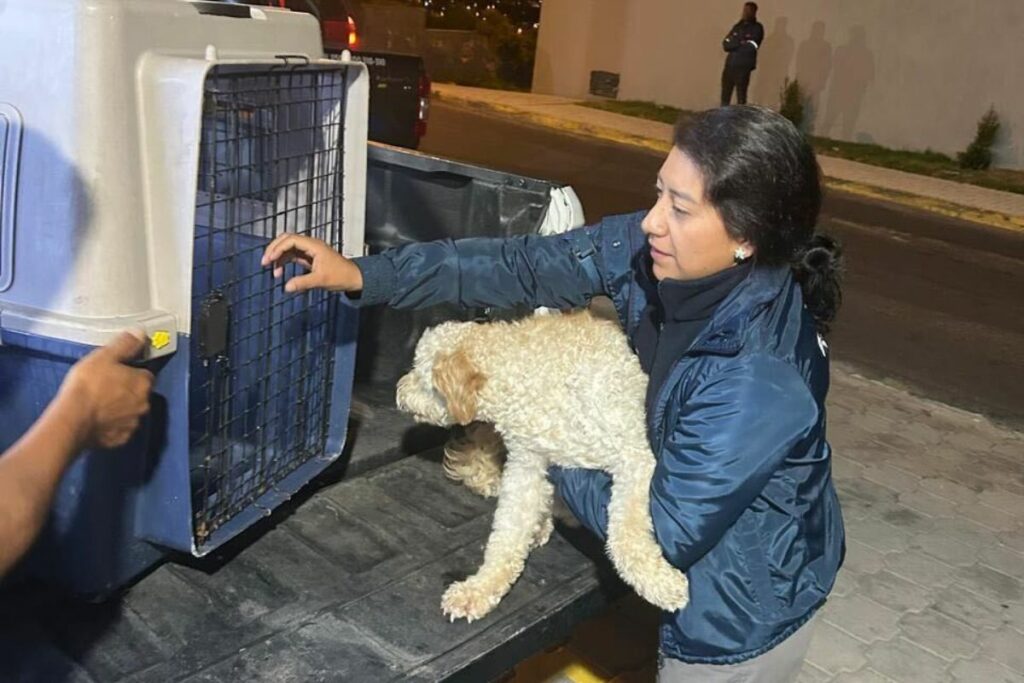 La Unidad de Bienestar de Animal rescató al perrito la noche del 23 de abril de 2025. Foto. UBA