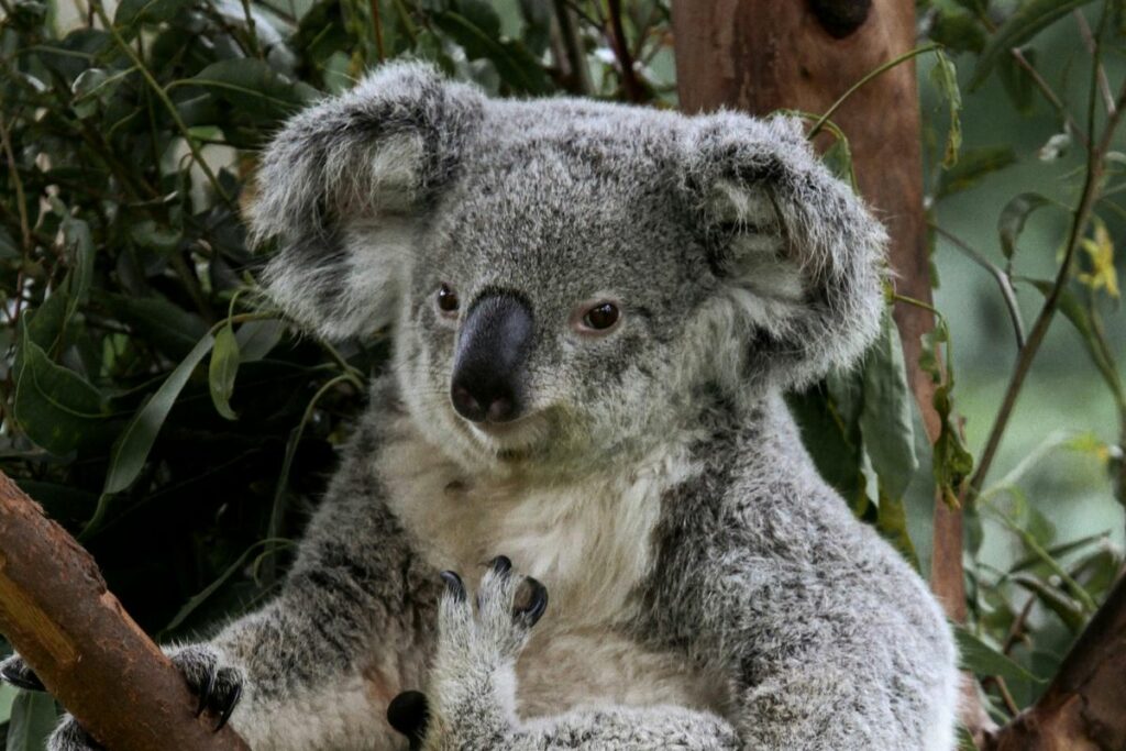 Para sacrificar a los koalas, los francotiradores se desplegaron en helicópteros. Foto referencial: Pexels