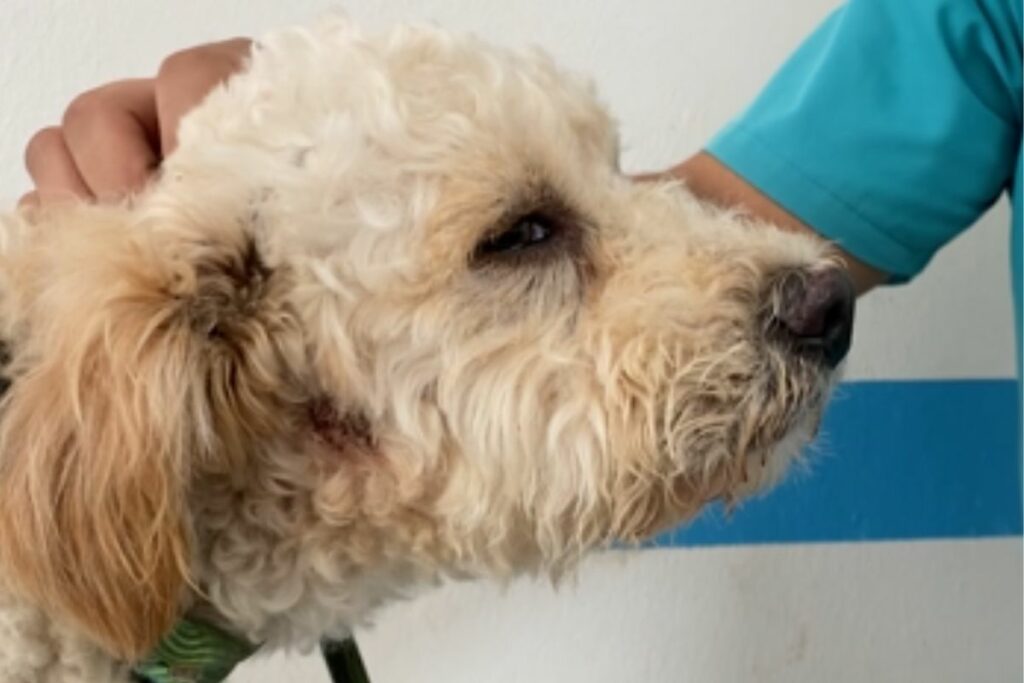 Ninja es el perrito que fue víctima de maltrato por parte de su tutor. Foto: Captura de pantalla