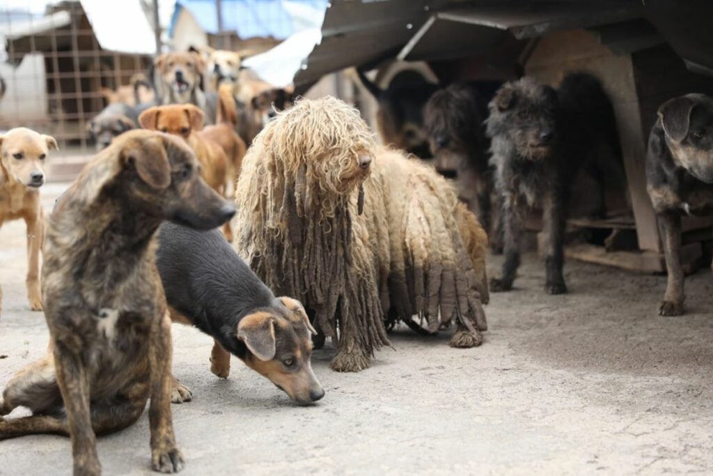 Estos perritos vivían hacinados en el sur de Quito. Foto cortesía: UBA