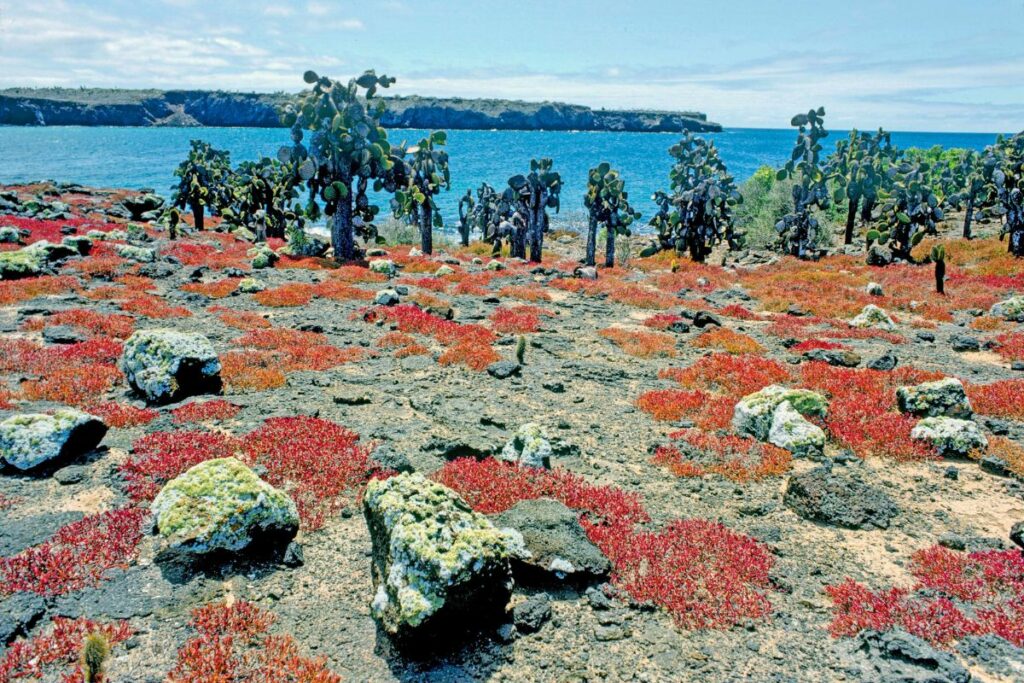 El cactus 'Opuntia echios' se regenera en Galápagos.