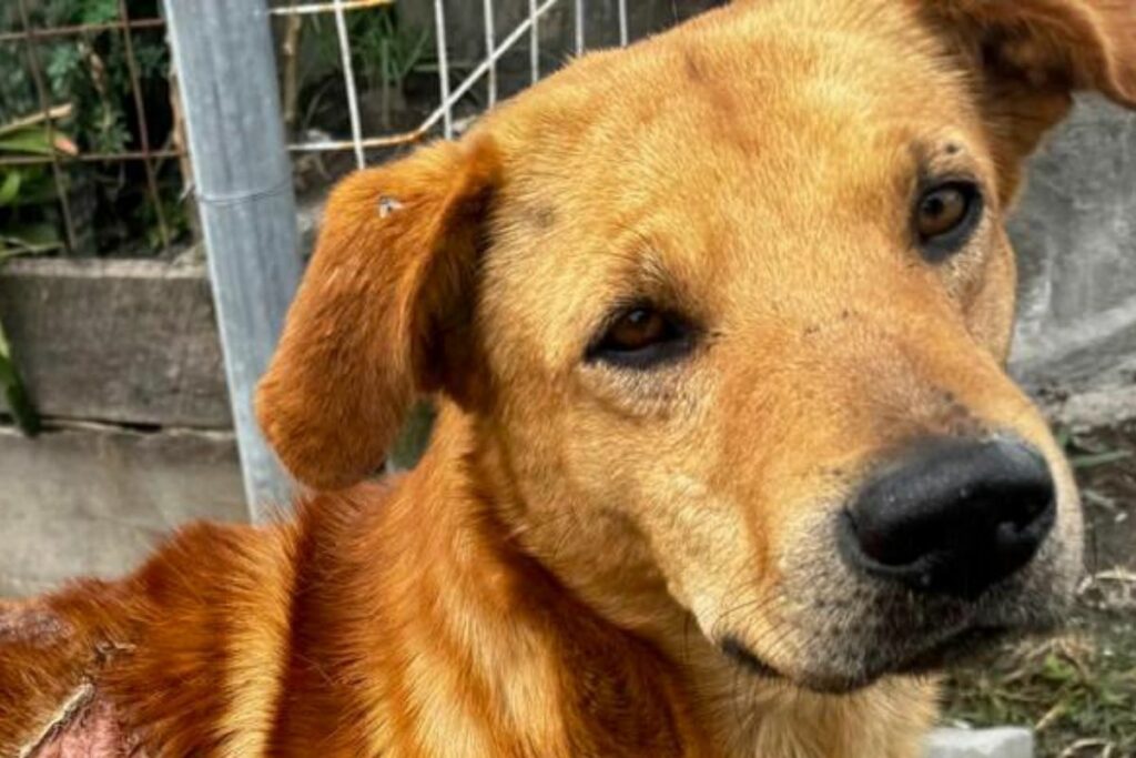 Fermín es el nombre del perrito que fue cruelmente maltratado. Foto: Cortesía UBA