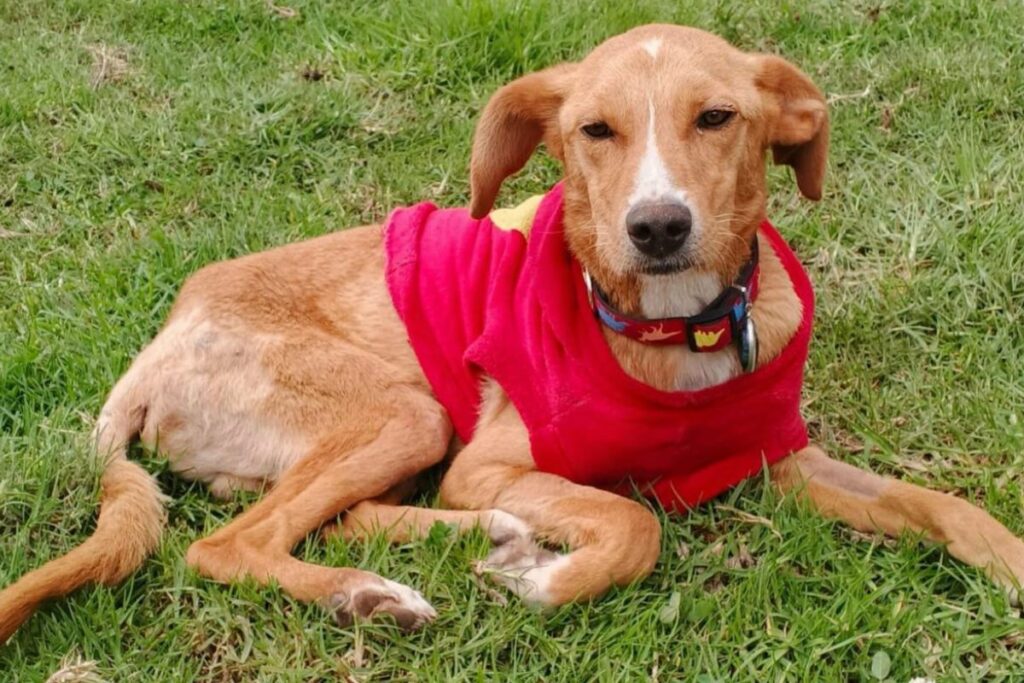 Teddy es uno de los perritos que fue agredido sexualmente. Foto: Cortesía Fundación Lucky
