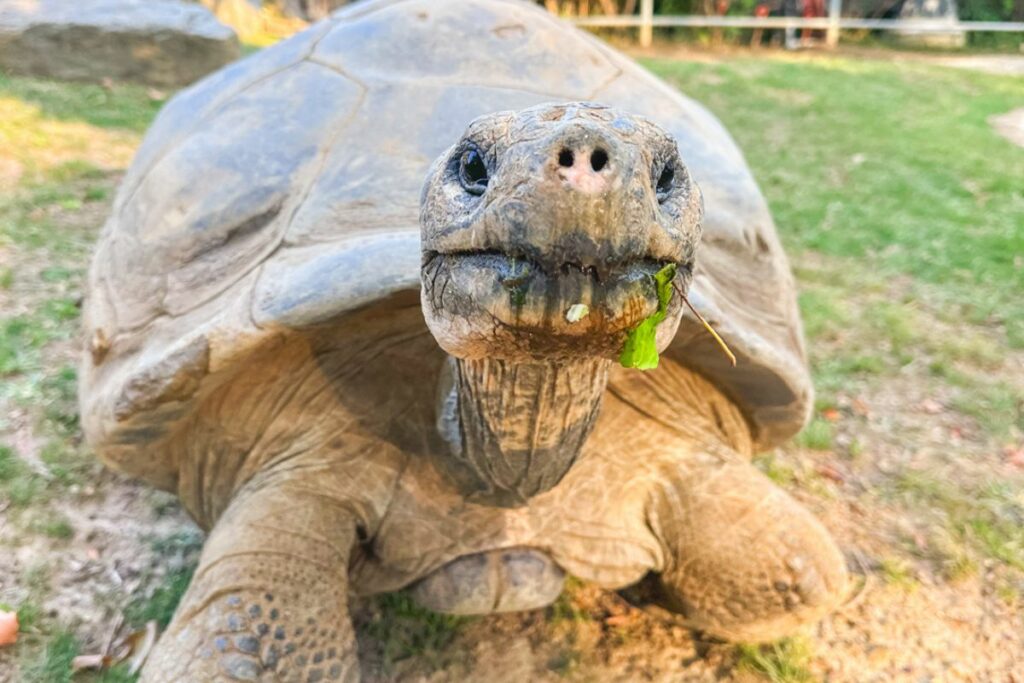 Mommy es una tortuga hembra con casi 100 años. Foto: Zoológico de Filadelfia