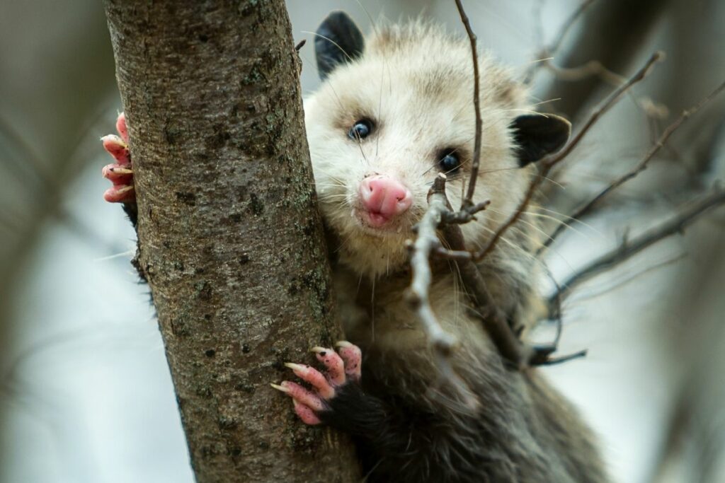Las zarigüeyas son el único marsupial nativo de América. Foto: Archivo particular