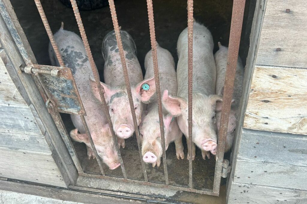 Estos cerdos eran criados para alimentar a paciente de un hospital. Foto: Cortesía AMC