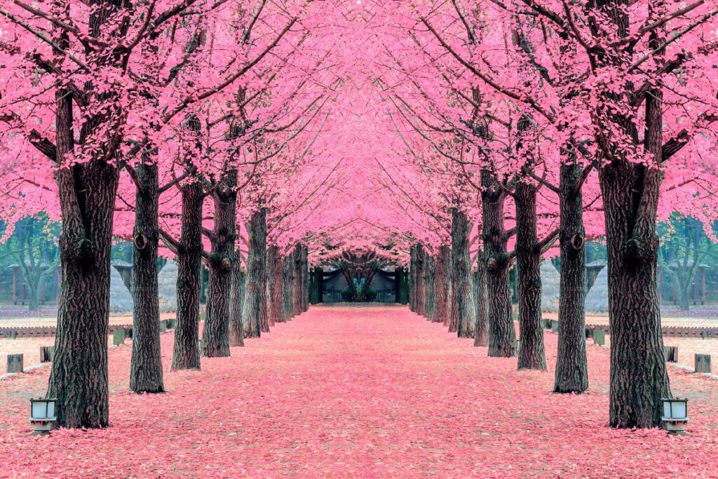 Más de 20 000 árboles de sakura identificados en Japón gracias a la IA. Foto: Freepik.