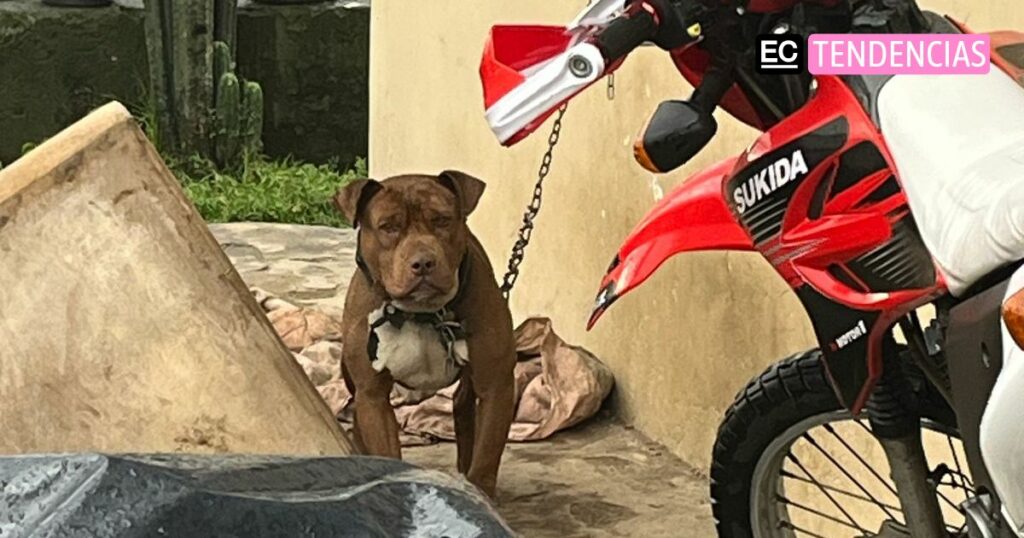 Este perrito vivió cuatro meses encadenado en Quito. Foto: Cortesía UBA