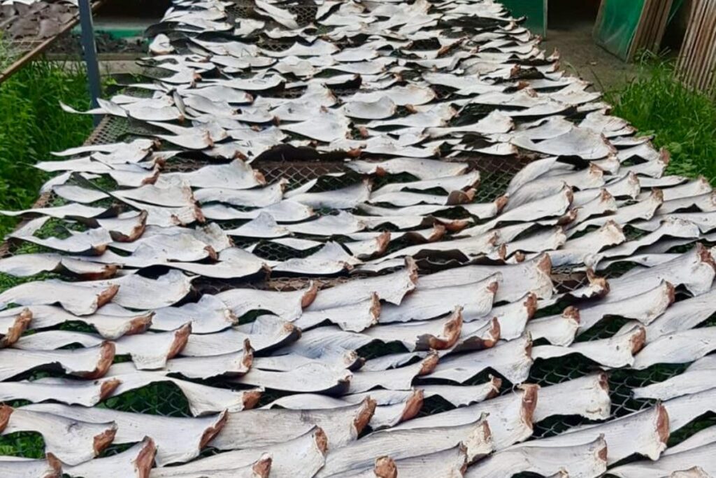 La Policía realizó cinco allanamientos en Manta y encontró las aletas de tiburón y los caballitos de mar.