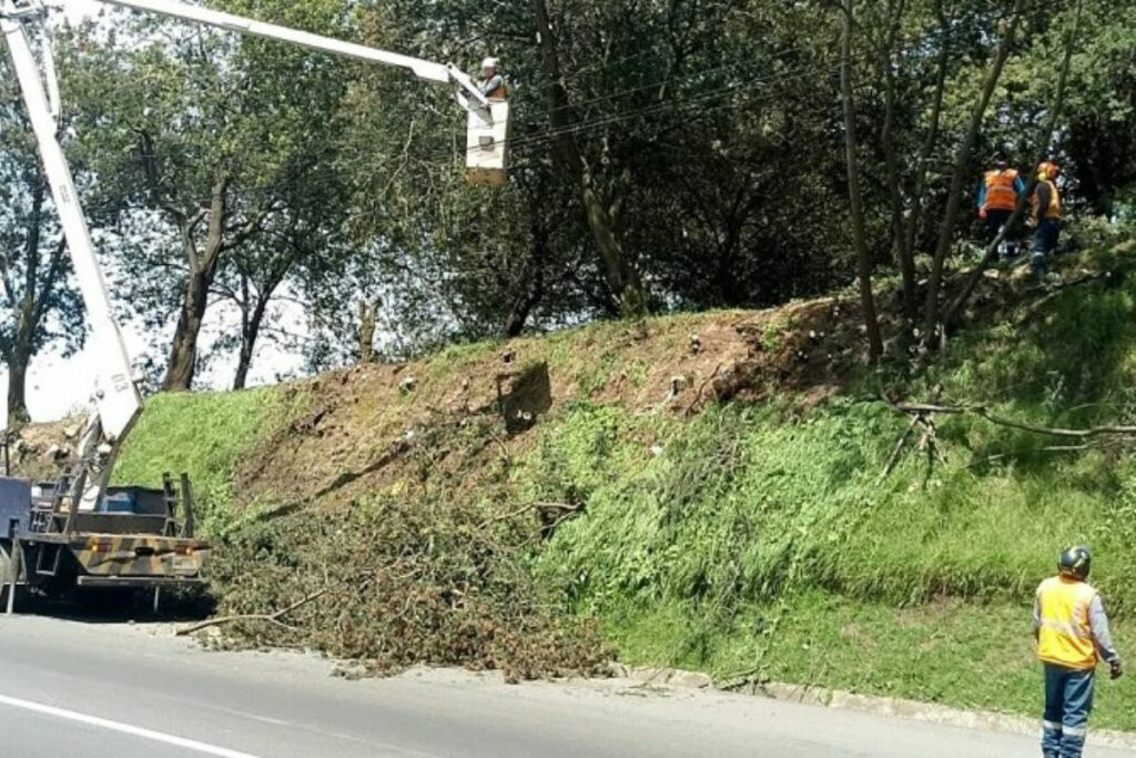 Trabajadores de la Municipalidad recogen uno de los tantos árboles caídos en Quito por las lluvias del invierno.