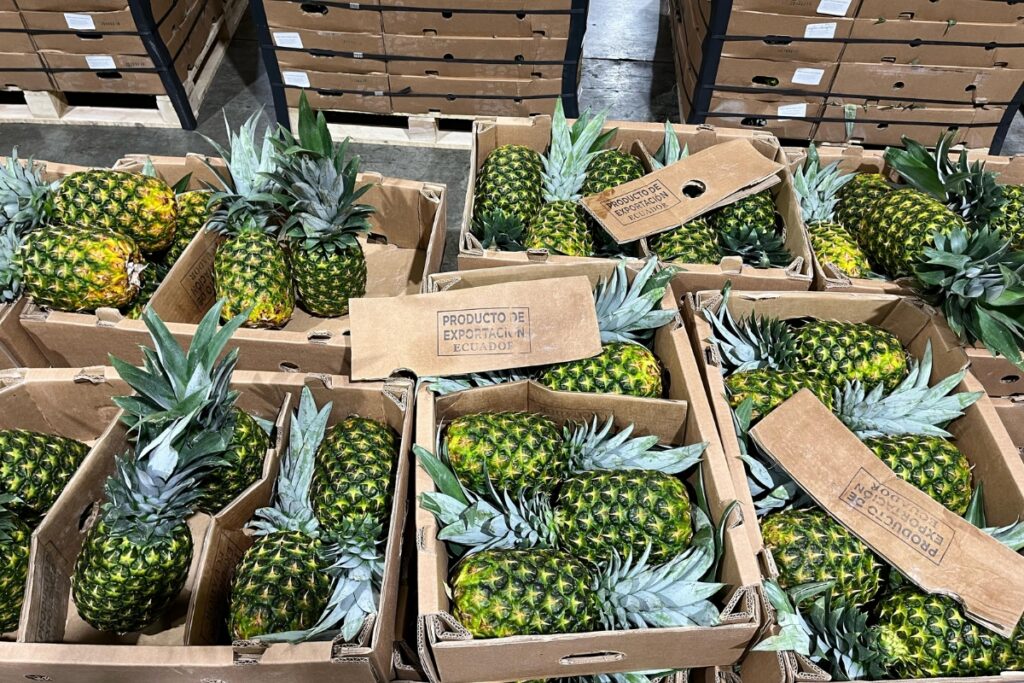 La cocaína estaba impregnada en cajas de cartón con piñas en el puerto de Guayaquil.