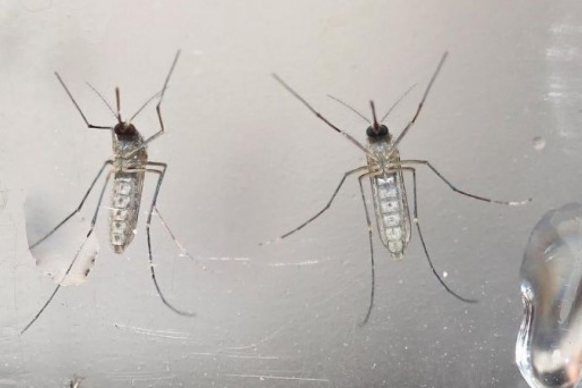 ¿Cómo se contagia la fiebre amarilla?