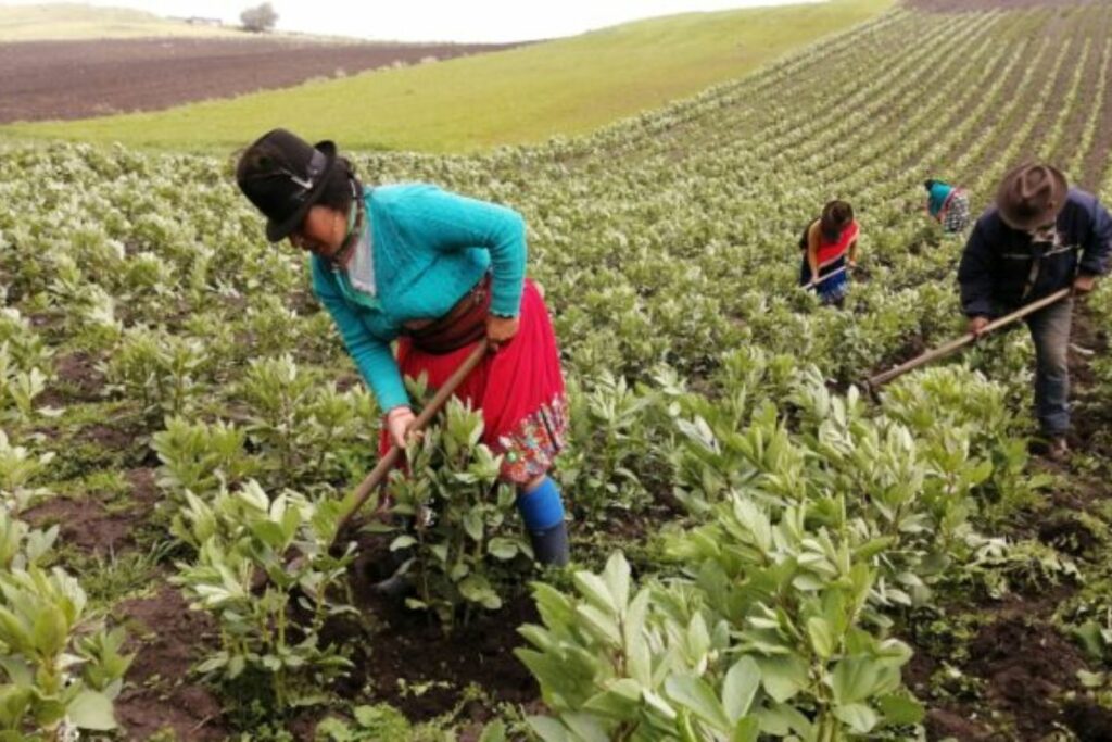 Imagen de archivo de actividades en la ruralidad de Ecuador. Foto: El Comercio