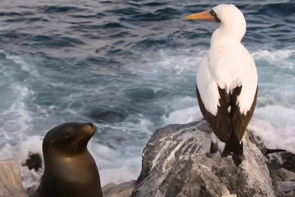 El documental narra la historia de Leo, un león marino que habita en Galápagos