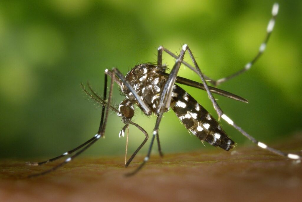 El mosquito Aedes aegypti es el que transmite el mal en las zonas urbanas.