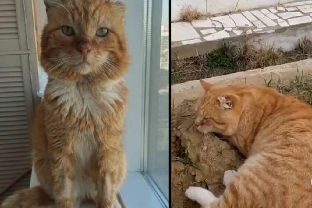 La gatita 'Hachiko rusa', falleció.