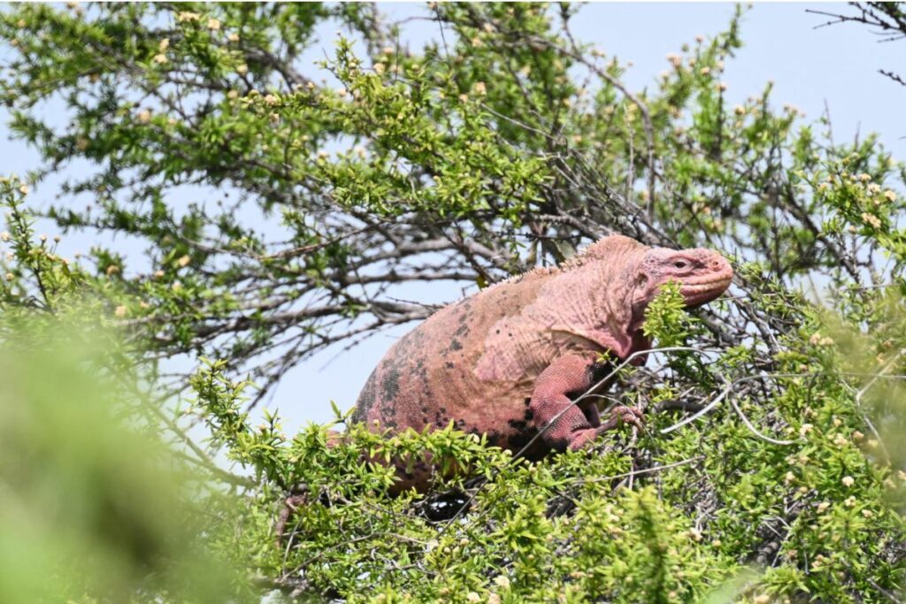 Fotografía del 26 de febrero del 2025 cedida por el Parque Nacional Galapagos de una iguana rosada en la isla Wolf, en el archipiélago de Galápagos. Foto: EFE