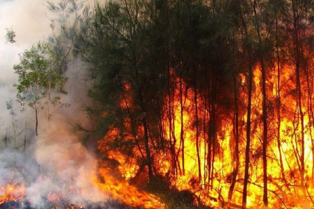 Los incendios forestales se registran en la provincia de Pinar del Río, en Cuba