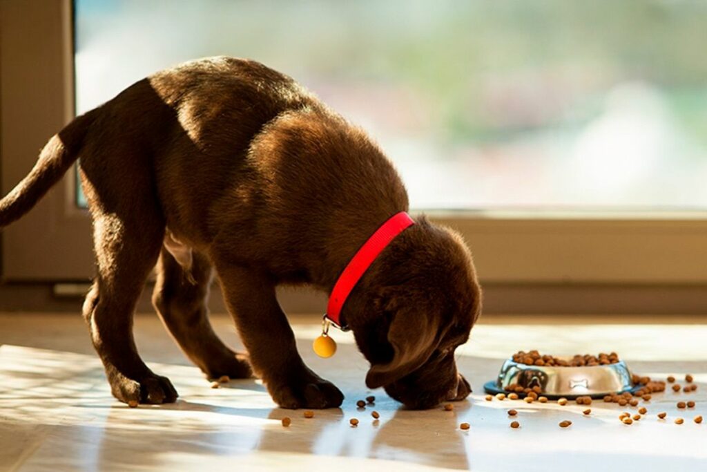 Purina® presentan opciones como PRO PLAN® Sensitive Skin (proteína de salmón), DOG CHOW® Selección de Proteínas con Cordero y EXCELLENT® Cordero. Cortesía
