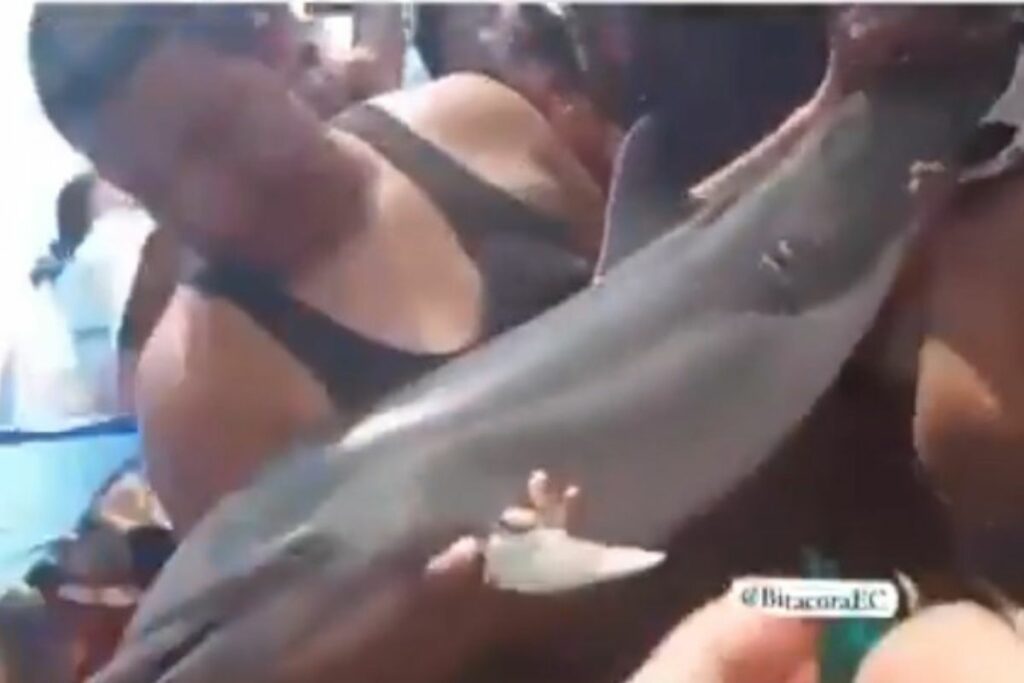 En las playas de Puerto López mostraban y violentaban a un delfín herido.