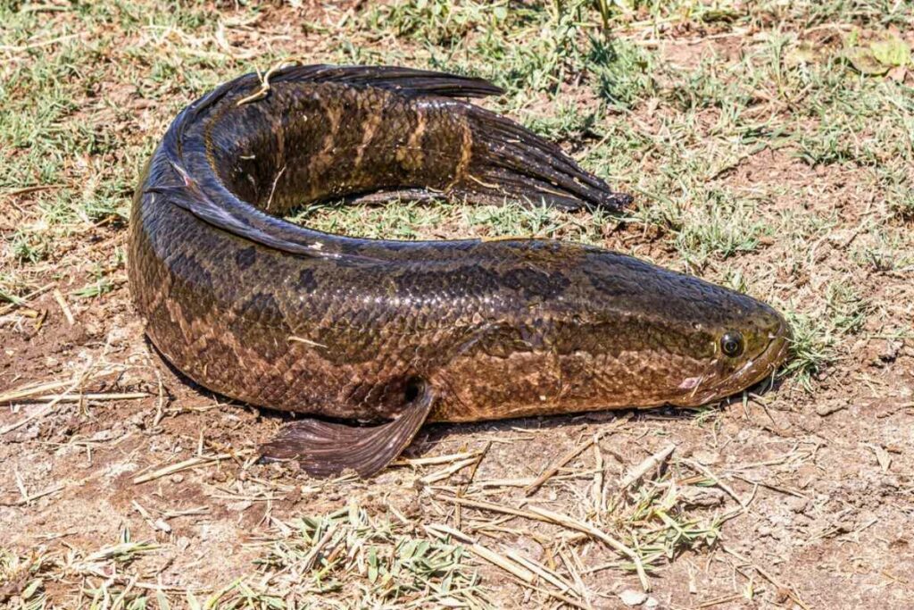El pez cabeza de serpiente tiene la capacidad de sobrevivir hasta cuatro días fuera del agua