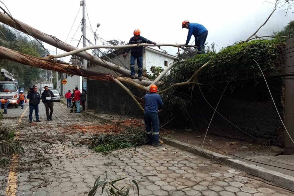 Personal municipal trabaja en el retiro del árbol en la av. De los Conquistadores.