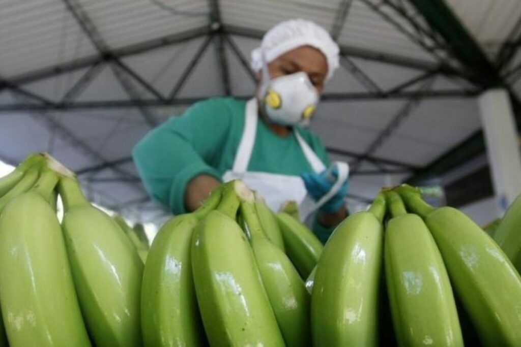 Una trabajadora en el proceso de selección del banano.