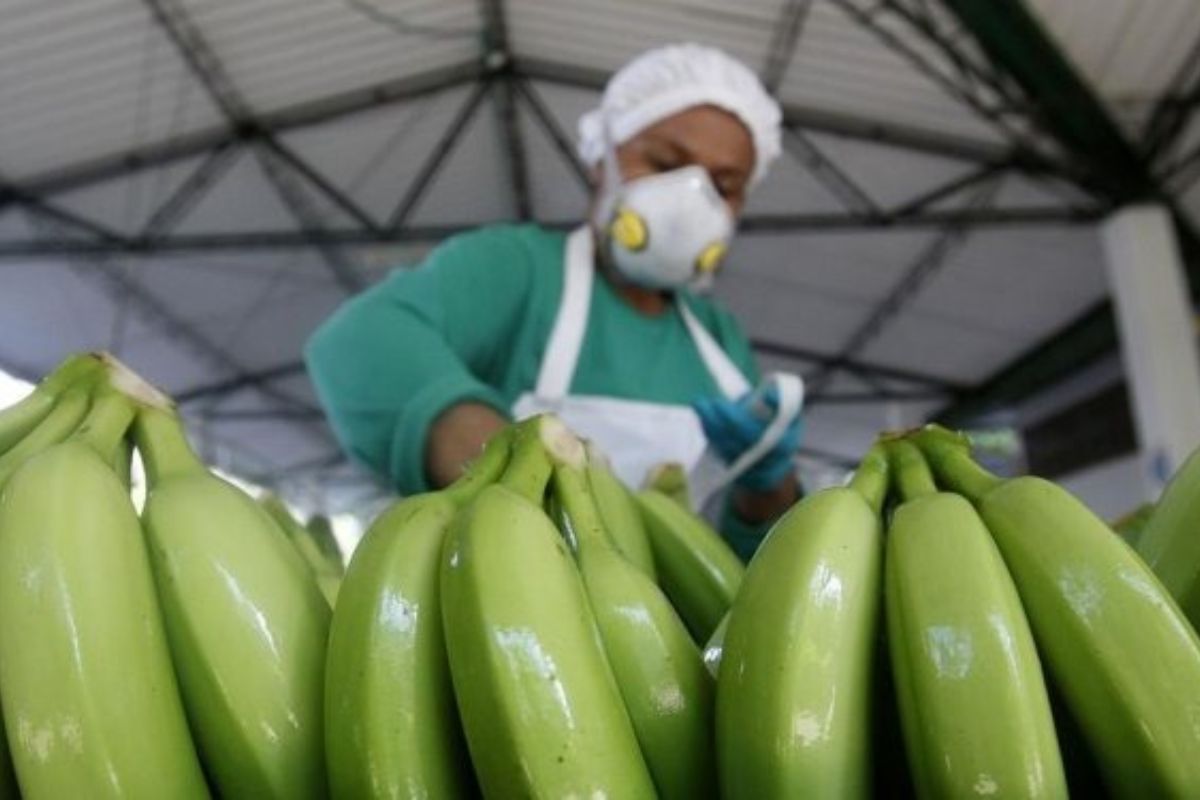 Ecuador liderará la medición internacional de la huella hídrica y de carbono en el banano