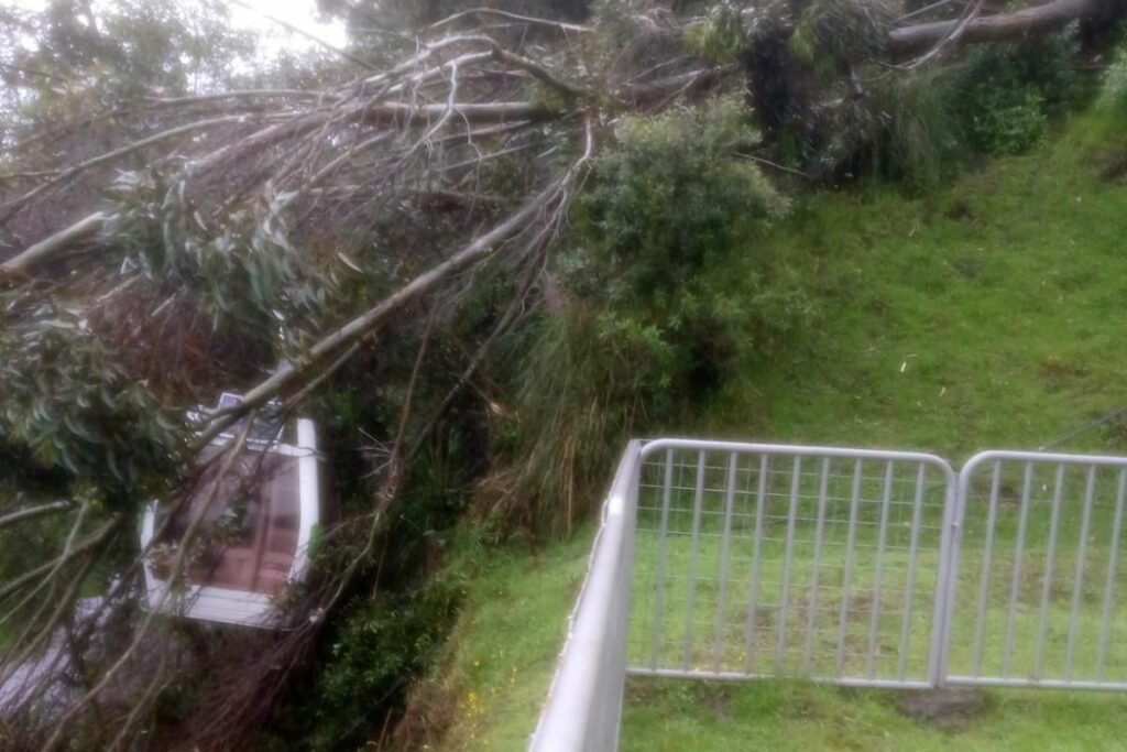 Un árbol cayó en el Teleférico, este 10 de abril de 2025.