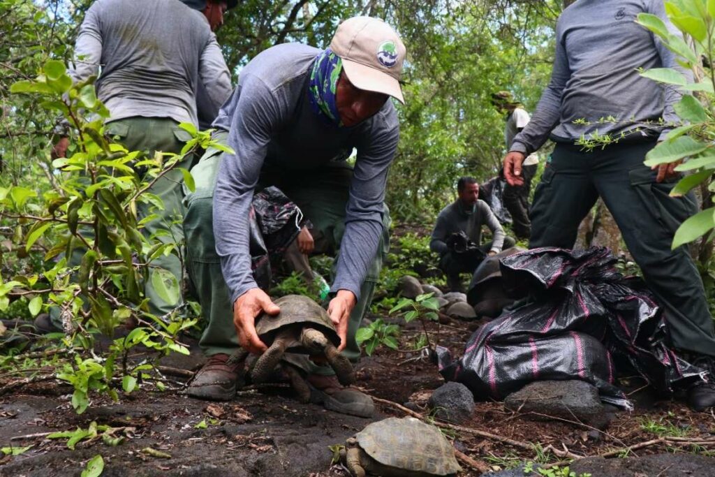 Las tortugas retornadas a su hábitat tienen entre cuatro y cinco años