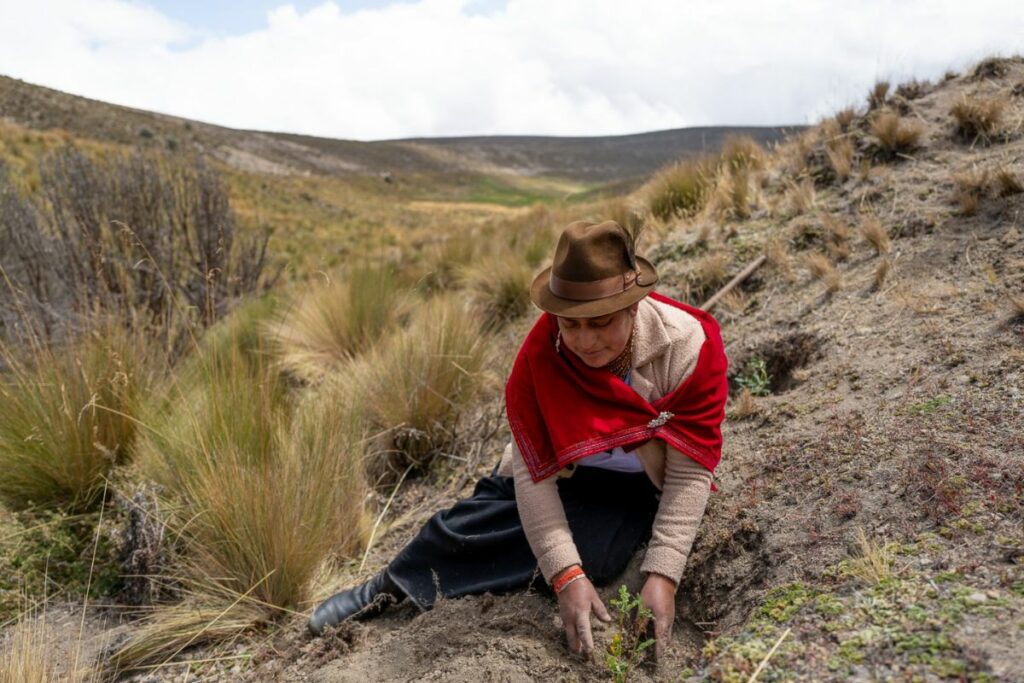 Ecuador continuará sus esfuerzos hacia la meta regional de alrededor de 14 millones de árboles para finales de 2026. Cortesía