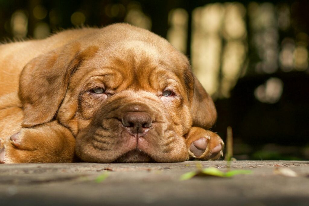 En el curso de adiestramiento participarán perros de todas las razas. Foto. Pexels