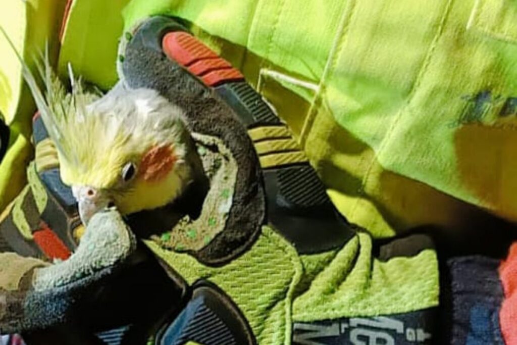 Este lorito movilizó a los bomberos de Quito. Foto: X