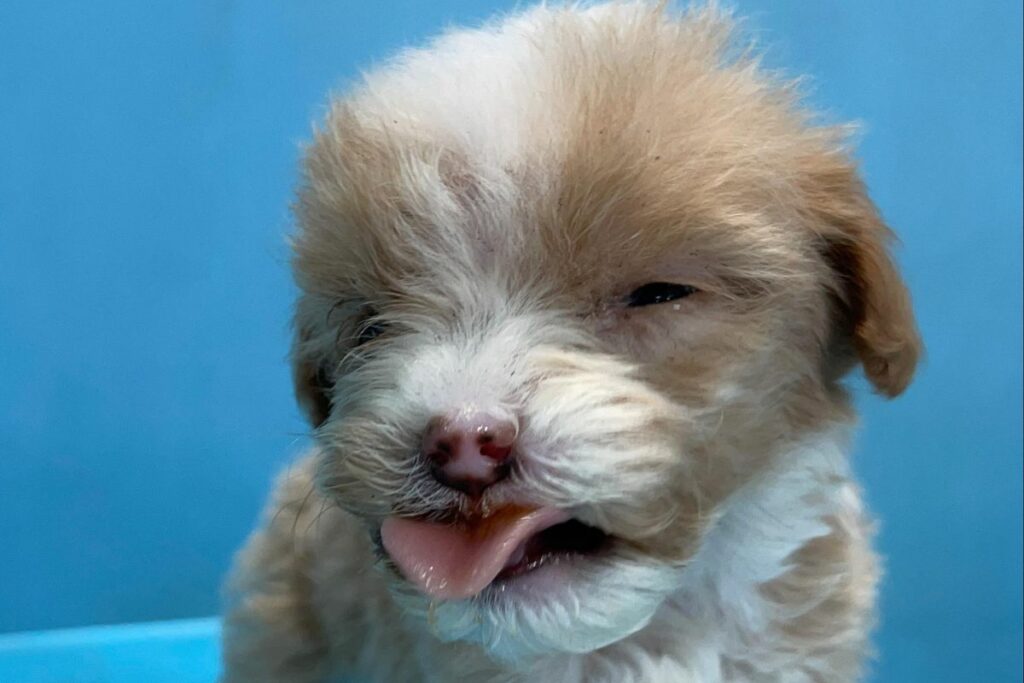 Esta perrita fue rescatada por Fundación Camino a Casa. Foto: Cortesía