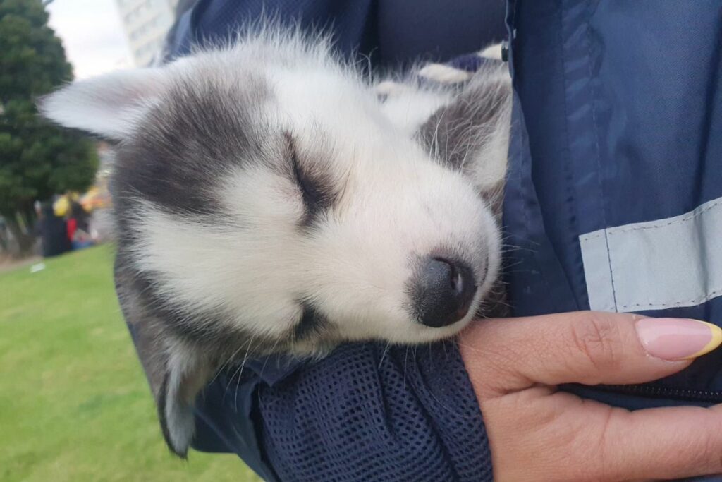 Un hombre ofertaba a dos cachorros husky. Foto: Cortesía UBA