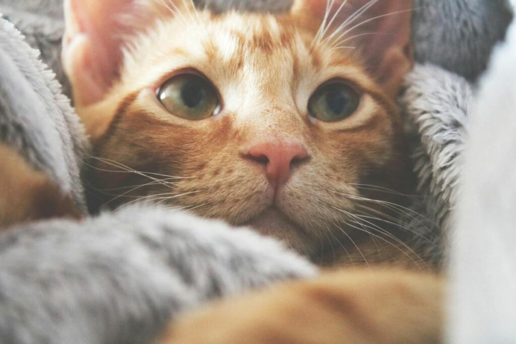 Estos gatitos naranja se relacionan bien con los humanos. Foto: Pexels