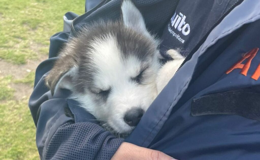 Dos perritos tipo husky fueron rescatados por la UBA. Foto: Cortesía