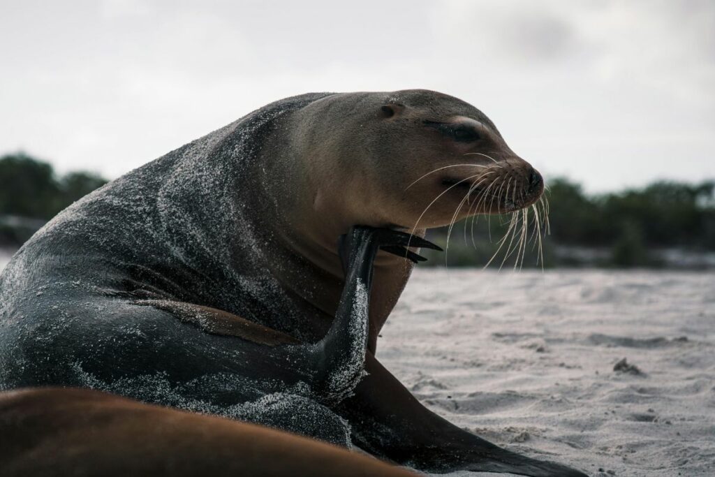 Este caso de maltrato se registró en el malecón de Puerto Baquerizo Moreno, en la isla San Cristóbal. Foto referencial: Pexels