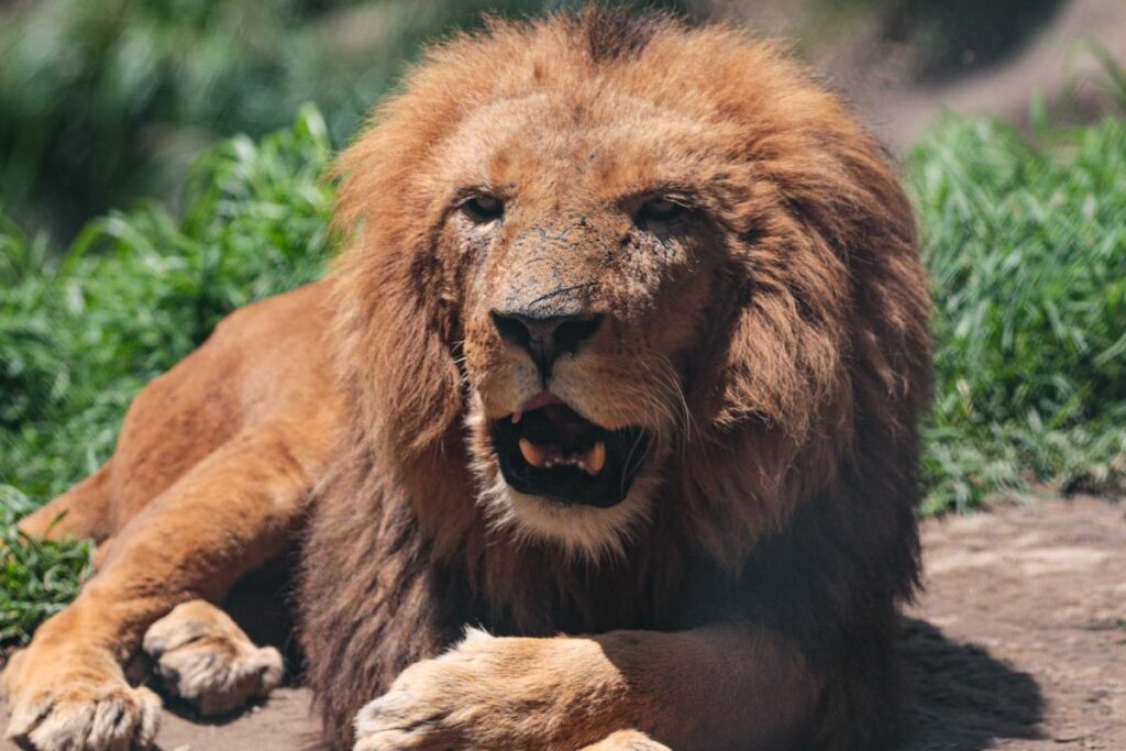 Mufasa asumió el trono que dejó Simba. Foto: Cortesía Amaru