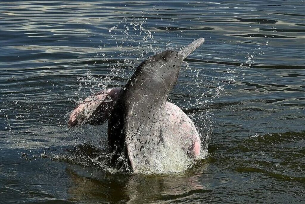 En Ecuador, los delfines grises y rosados están en Peligro Crítico. Foto: WWF Ecuador
