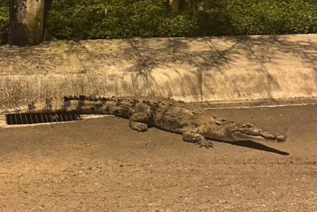 Un lagarto fue encontrado en la Urb. El Cortijo de Samborondón, en Guayas, este 15 de mayo de 2025.