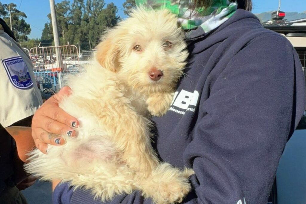 Este cachorro fue rescatado por la UBA. Foto: Cortesía UBA