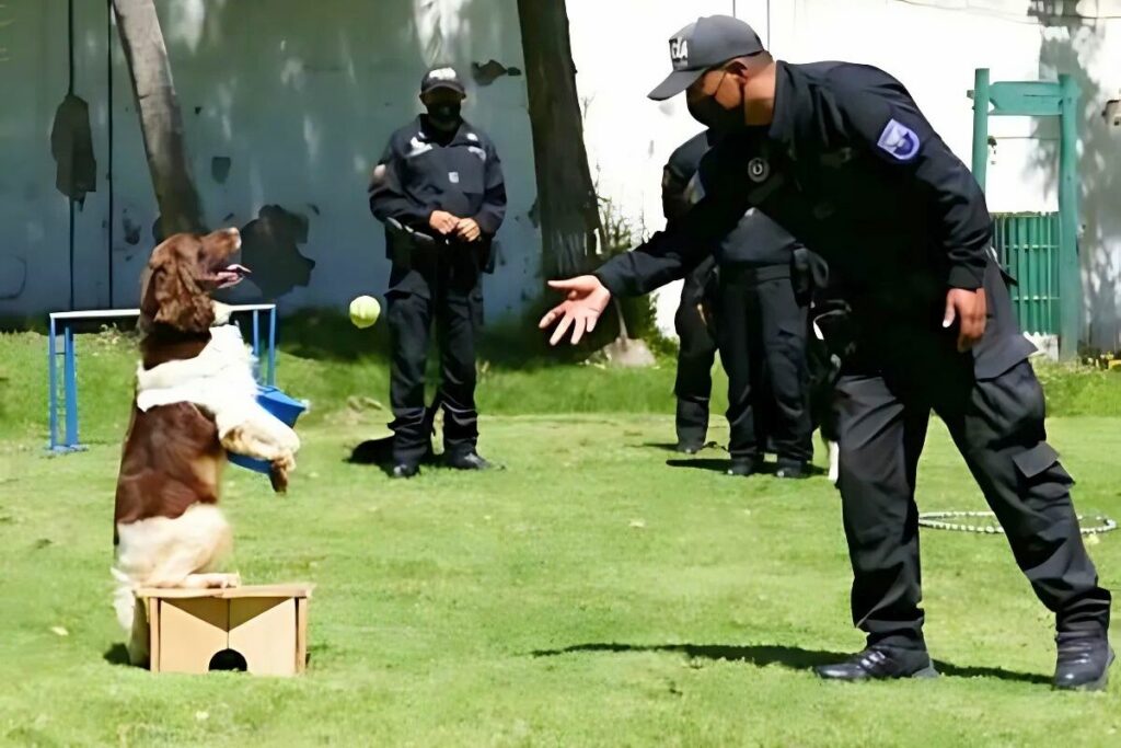 El curso de adiestramiento canino tendrá una duración de cinco semanas