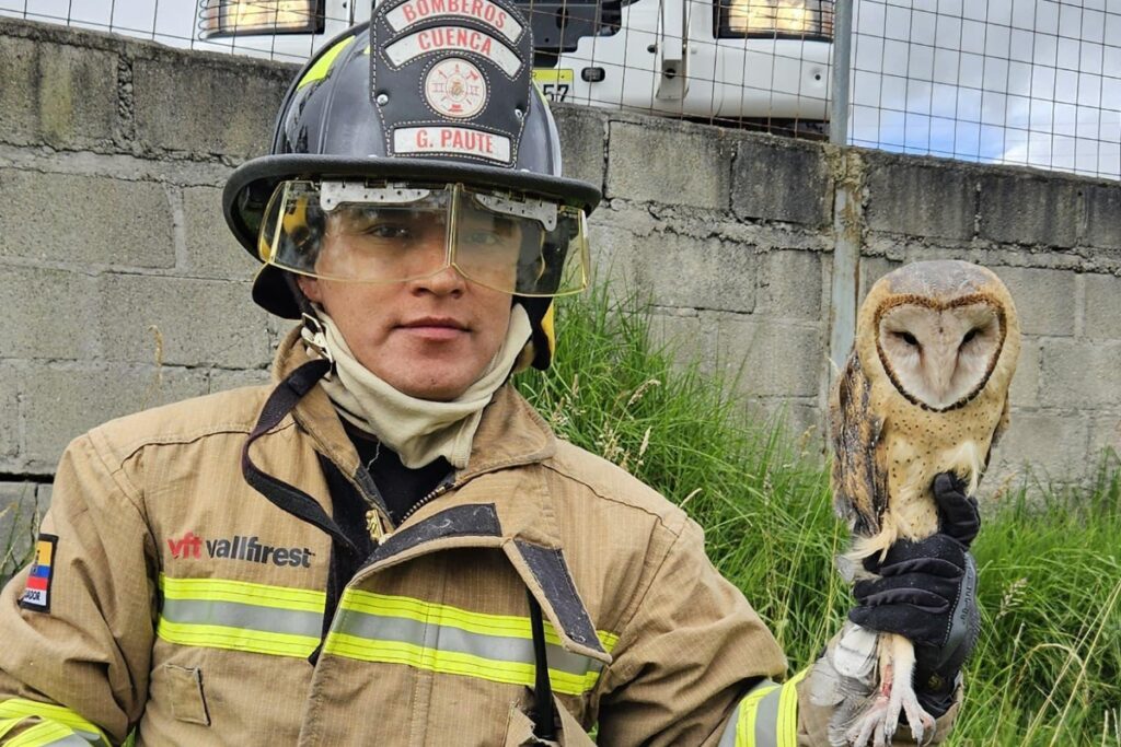 El búho fue rescatado de una malla en el sector El Chorro, por los Bomberos de Cuenca.