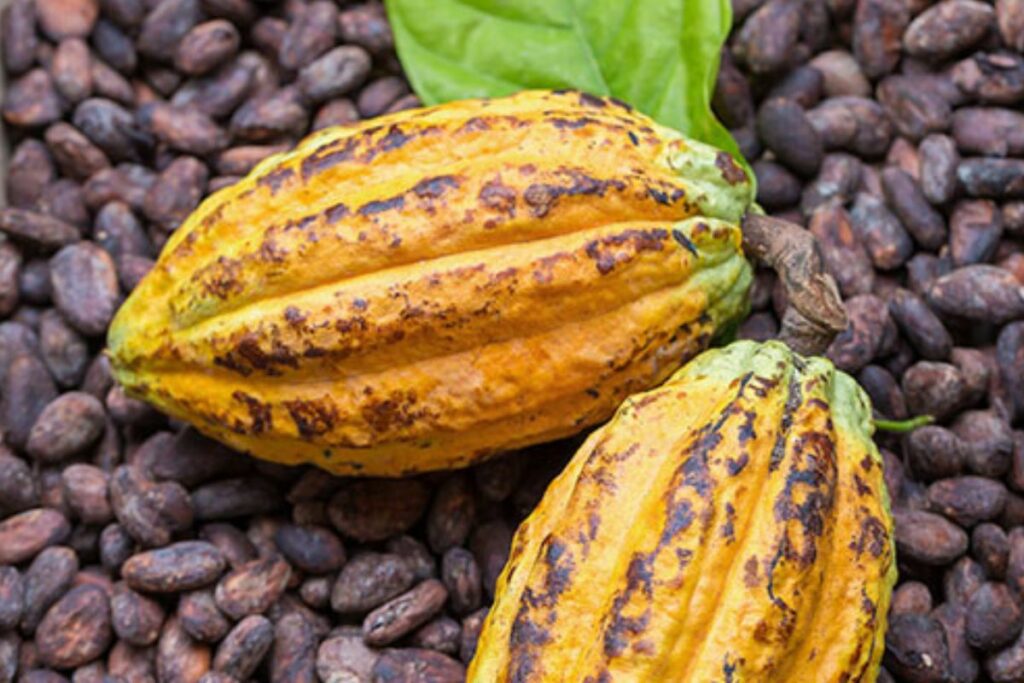 El cacao es uno de los principales productos de exportación del Ecuador.